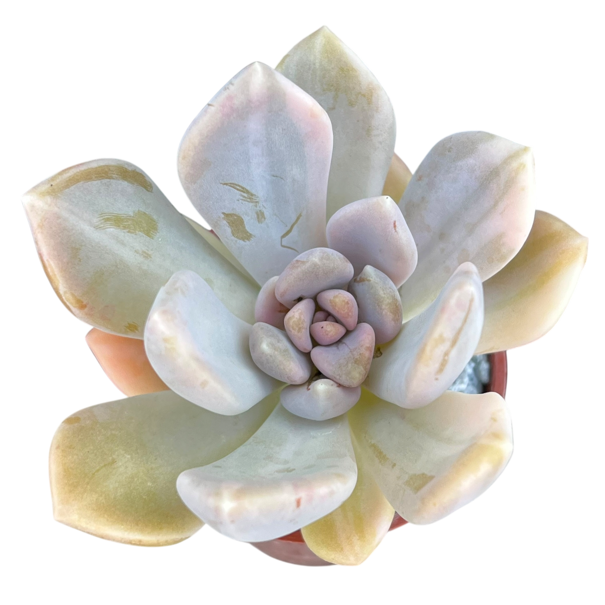 x Graptophytum 'Supreme' variegata