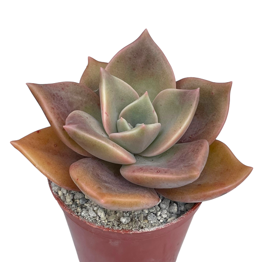 x Graptoveria 'Albert Baynes'