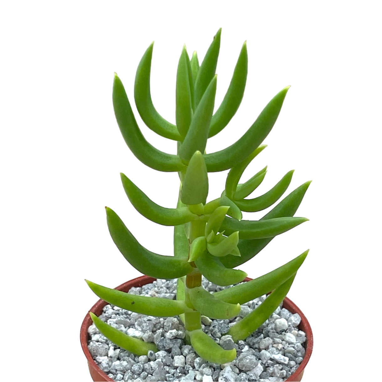 Crassula tetragona