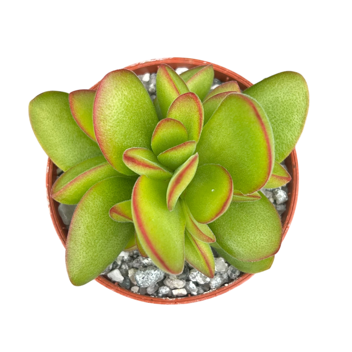 Crassula 'Money Maker'