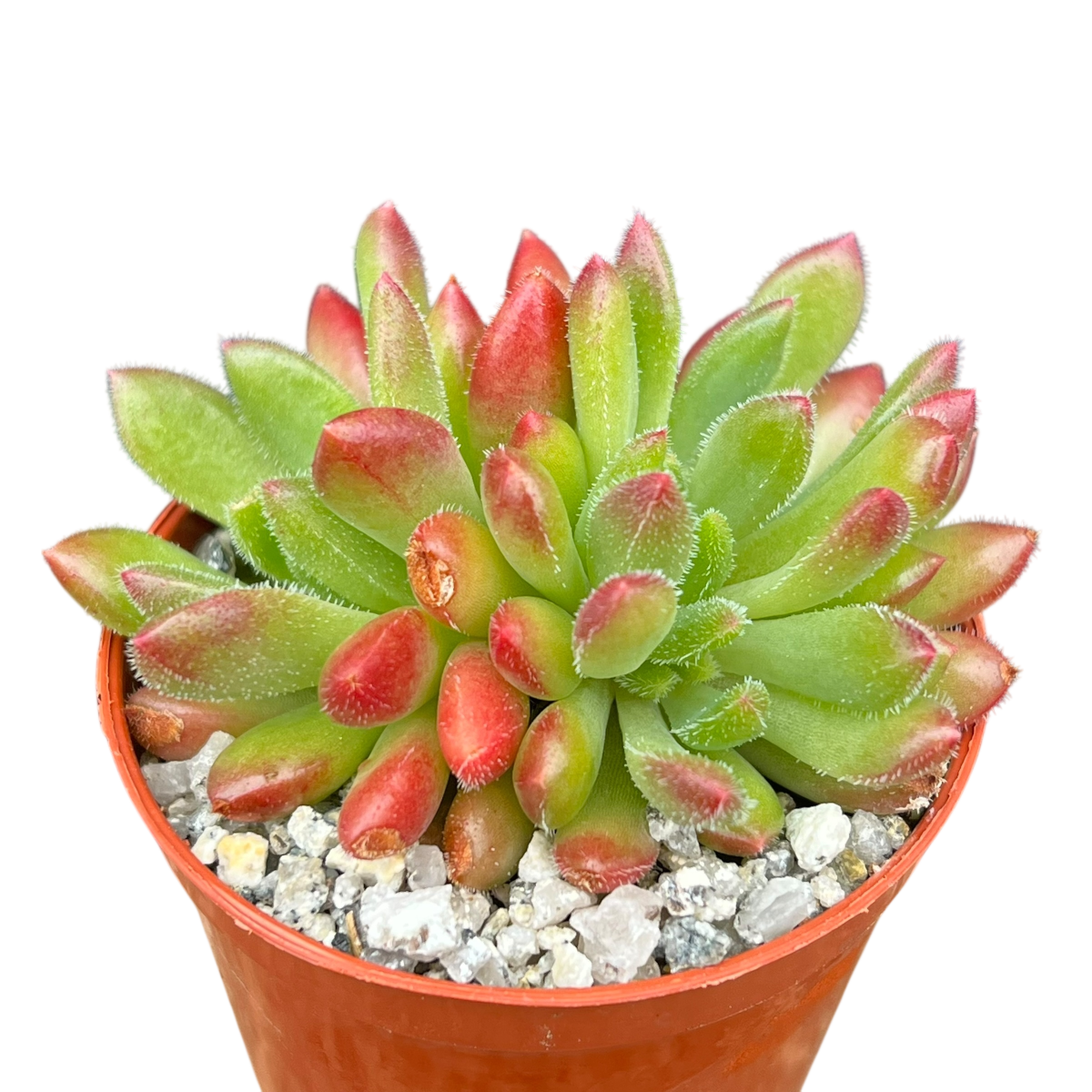 Echeveria 'Frida Kahlo'