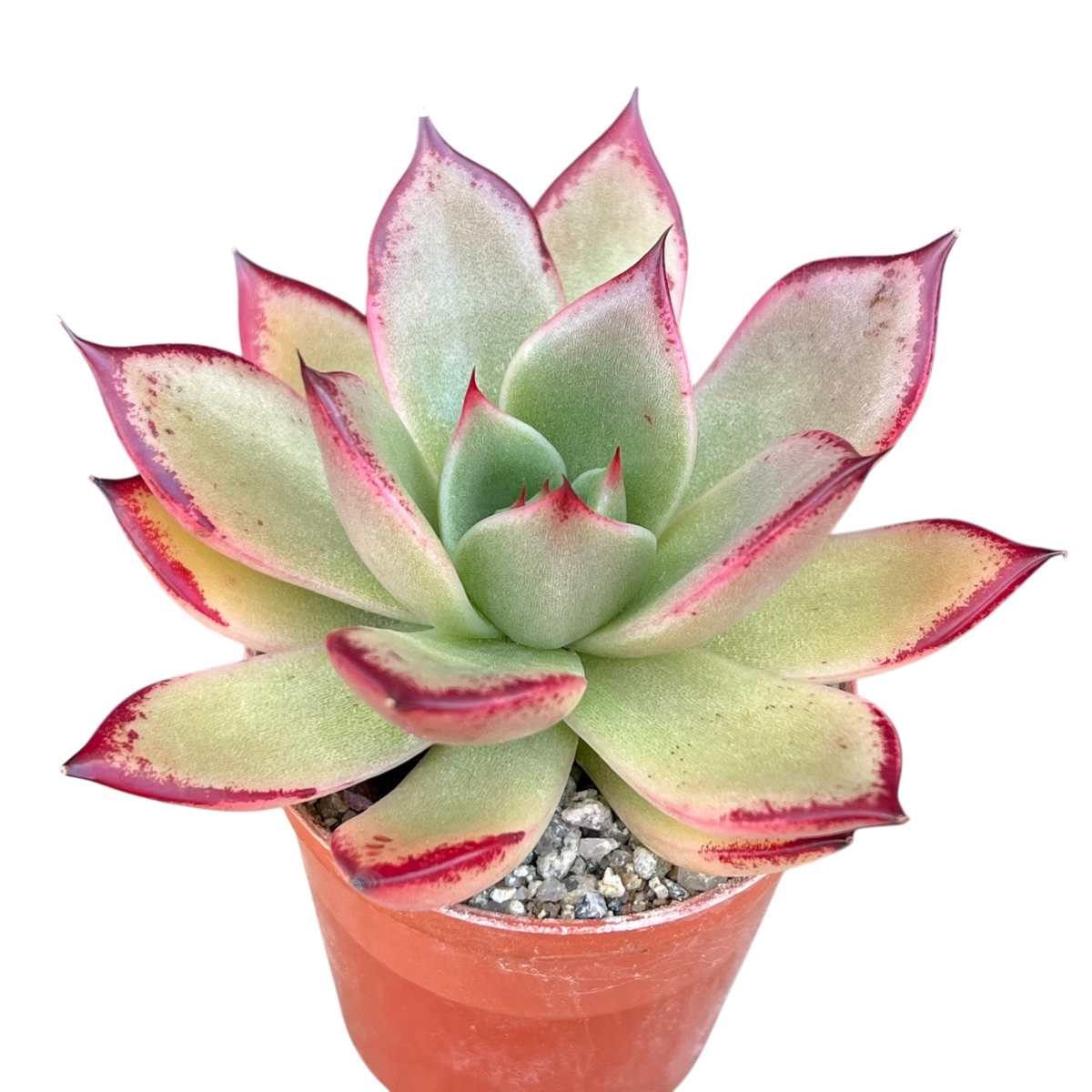 Echeveria agavoides 'Dragon's Tooth'