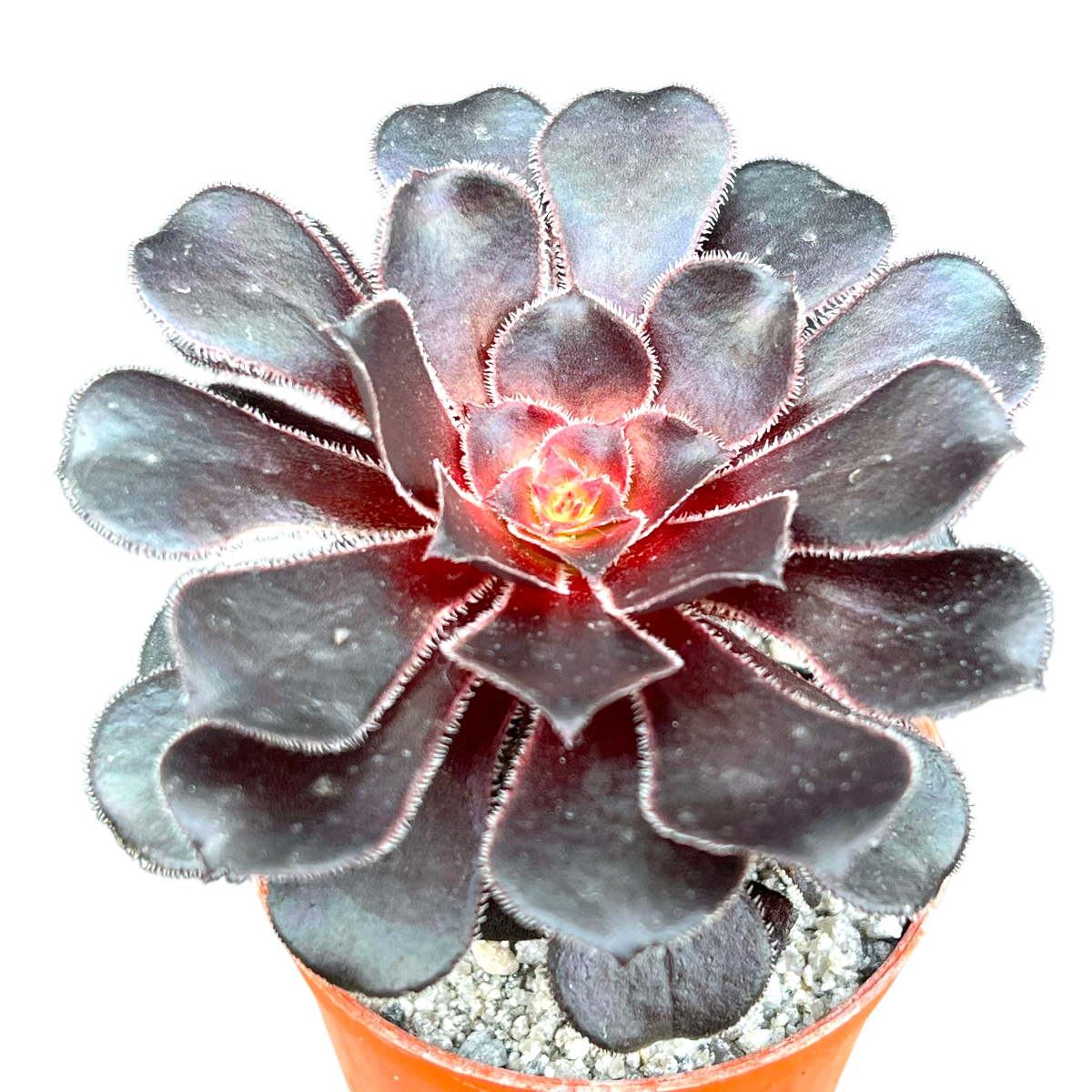 black leaves on succulent plant Aeonium 'Cashmere Black' – Surreal Succulents