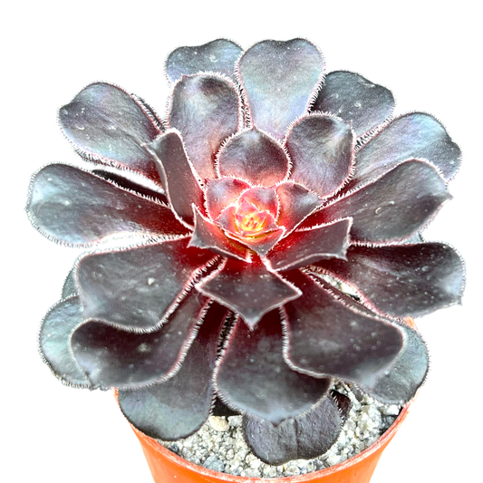 Aeonium 'Cashmere Black'