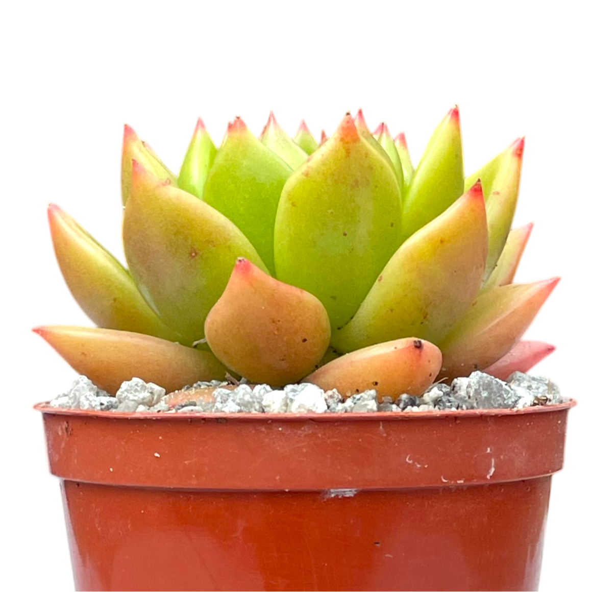Echeveria agavoides 'Jade Galaxy'