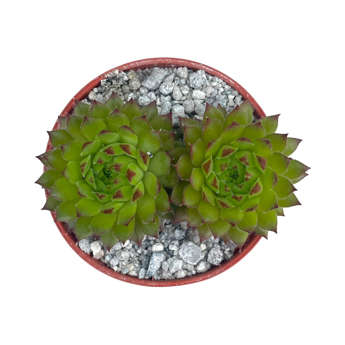 Sempervivum ingwersenii