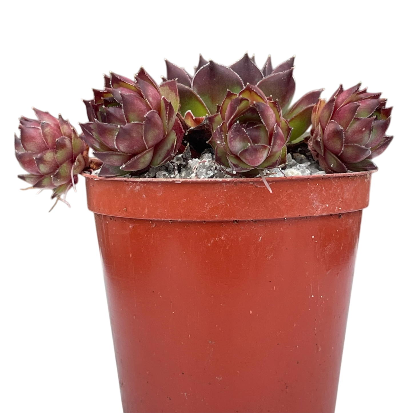 Sempervivum tectorum 'Triste'