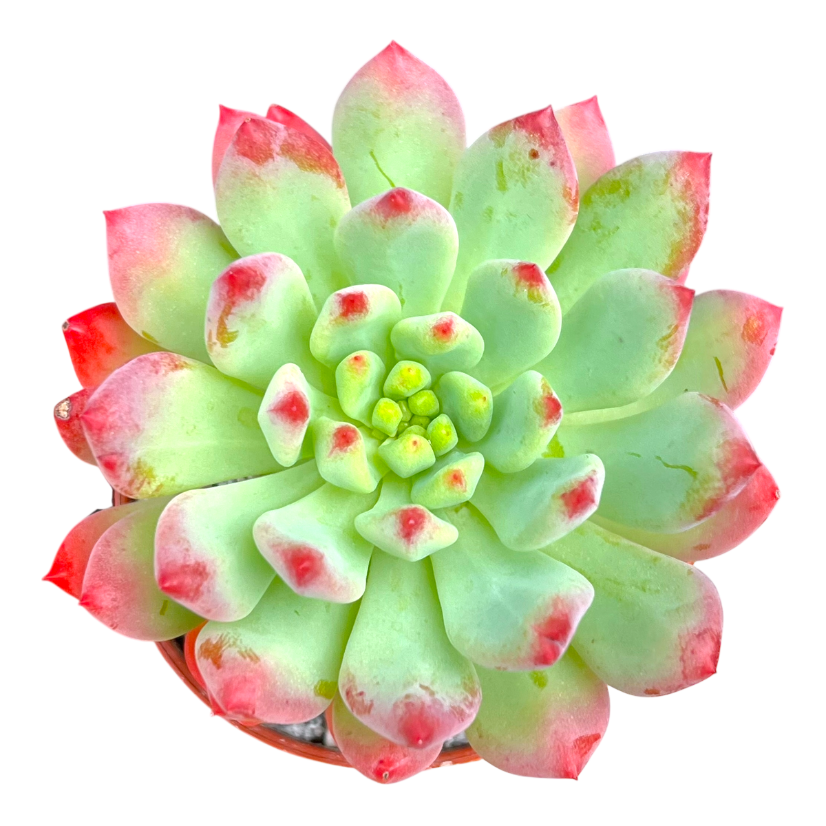 x Sedeveria 'Blue Elf'