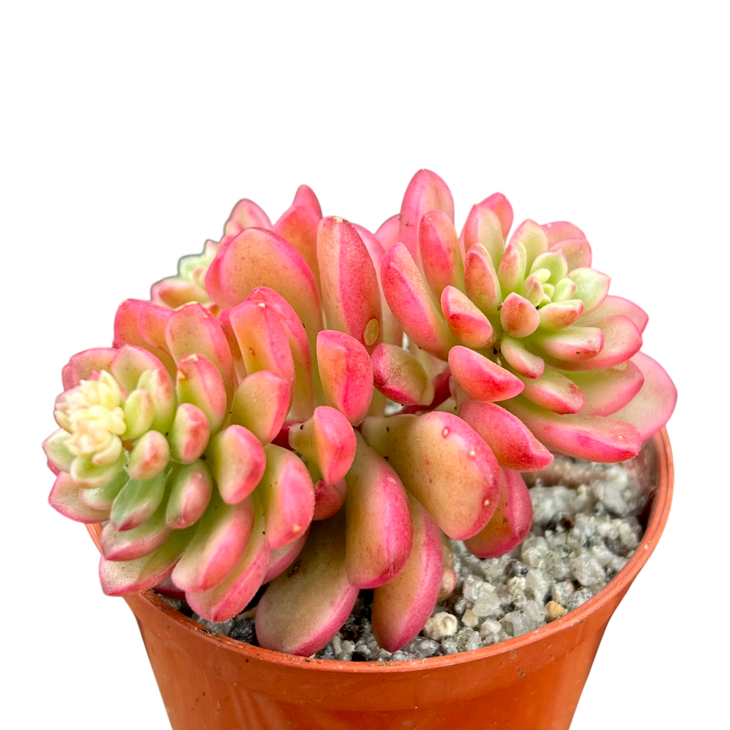セダム 'ジョイス・タロック' バリエガータ – Surreal Succulents