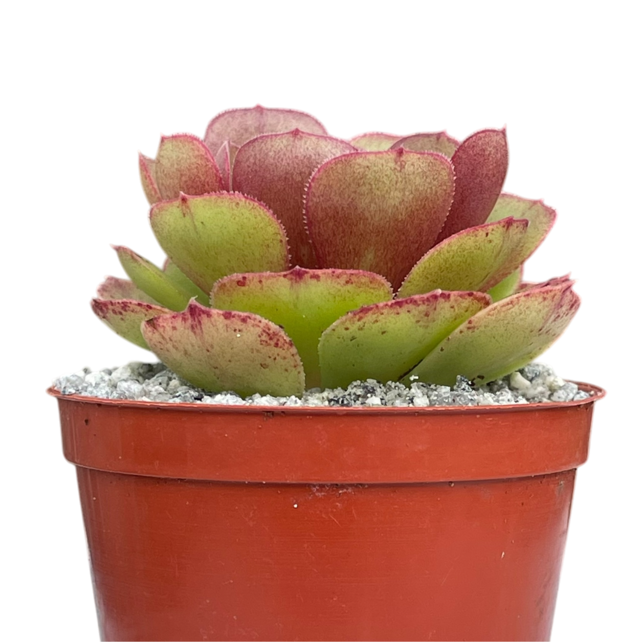 Aeonium 'Madeira Rose'
