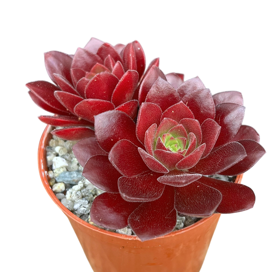 Aeonium 'Plum Thumb'