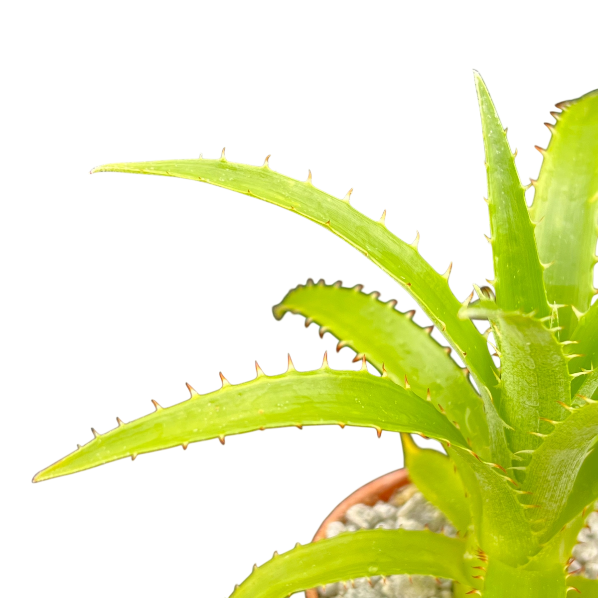 Puya mirabilis
