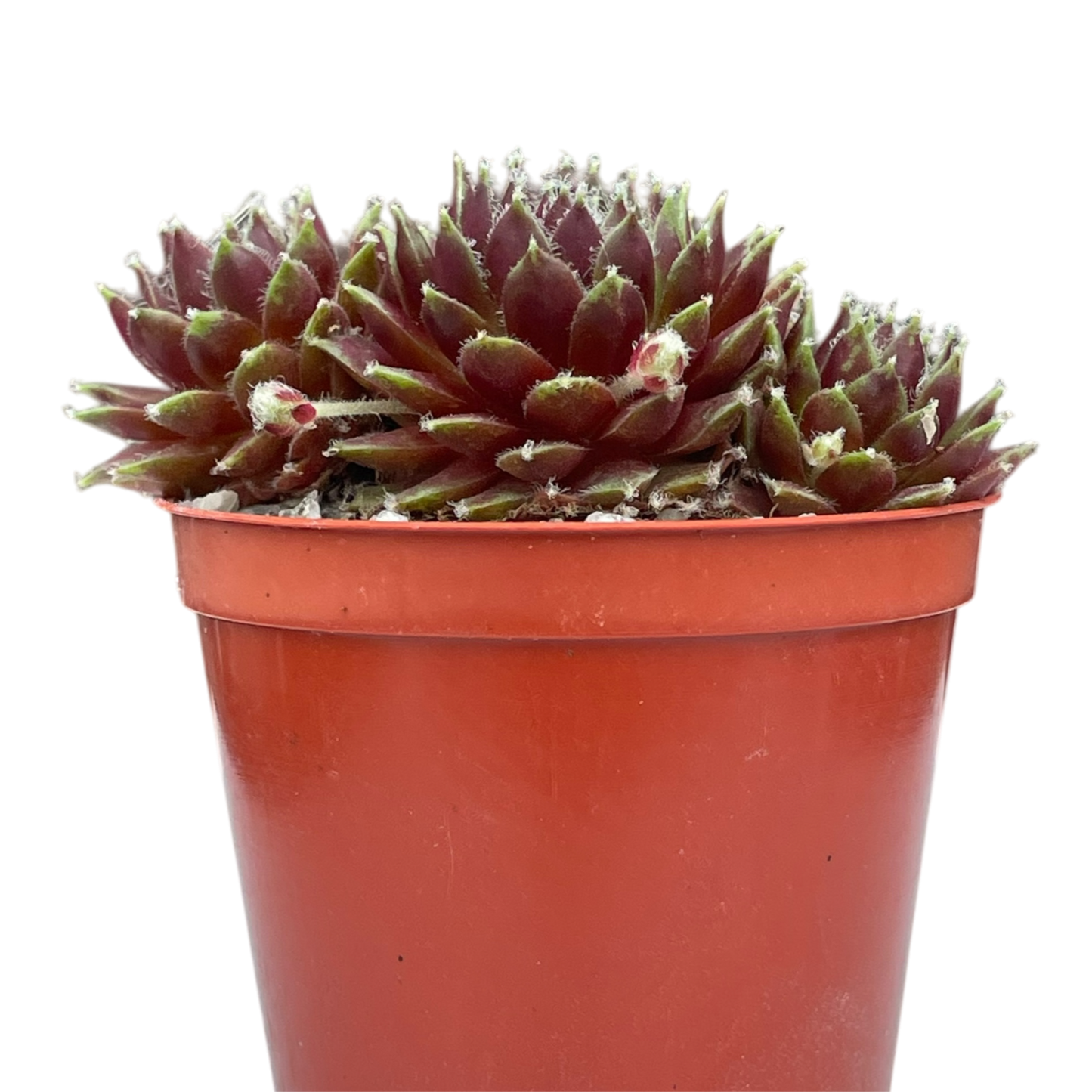 Sempervivum 'Heigham Red'