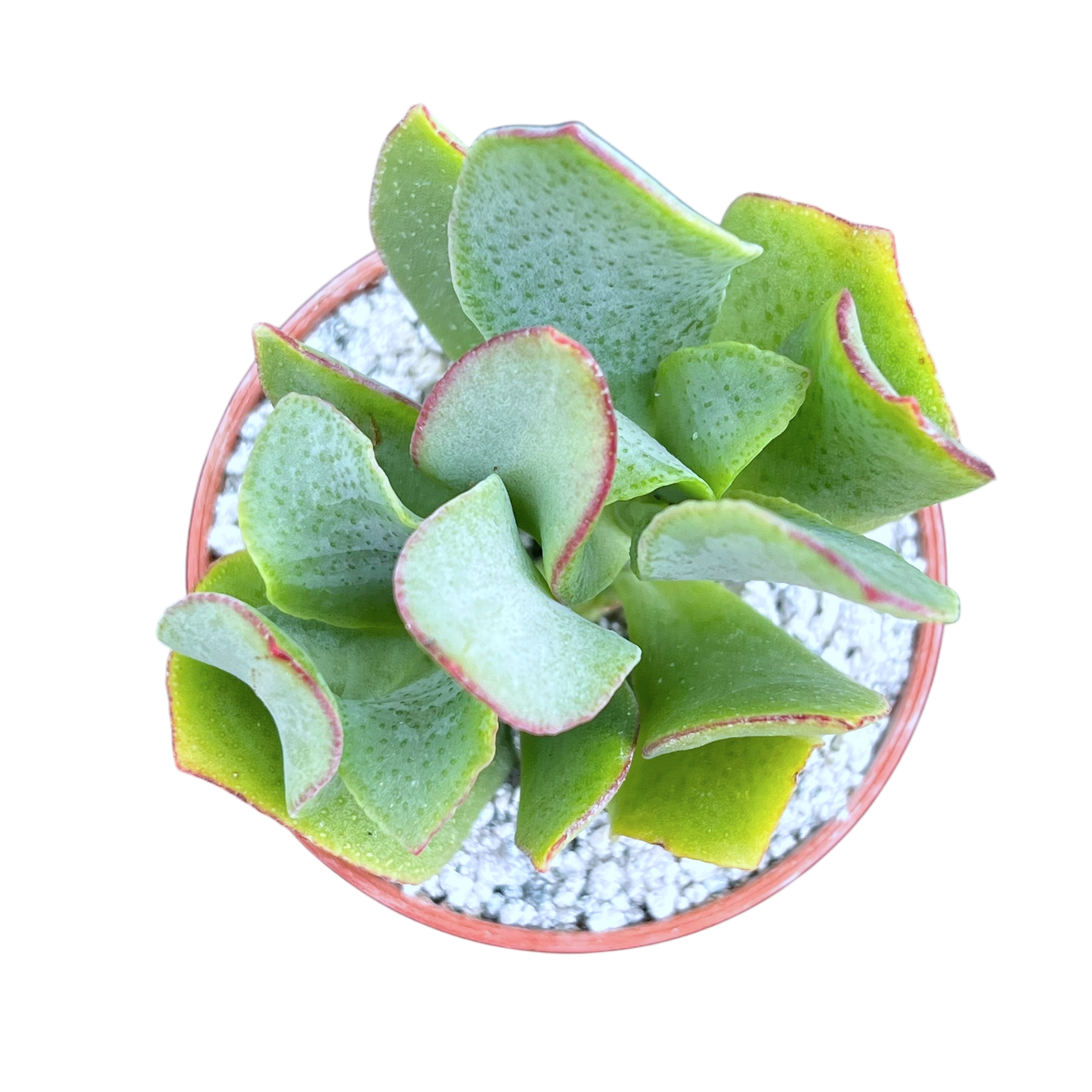 Crassula arborescens 'Ripple Jade'