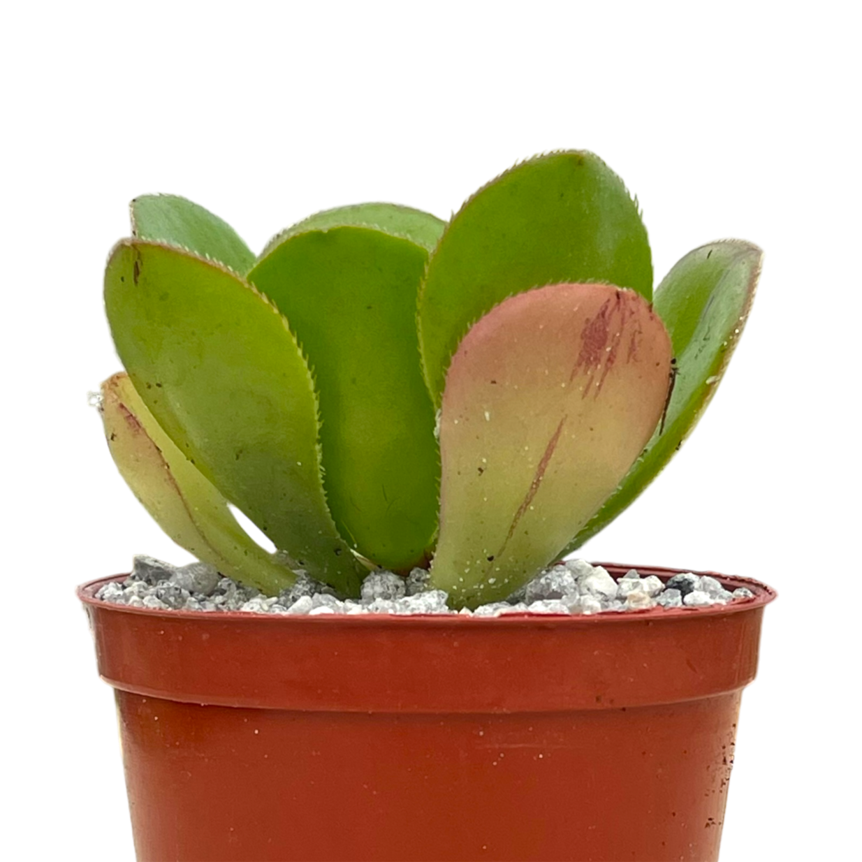 Aeonium glutinosum