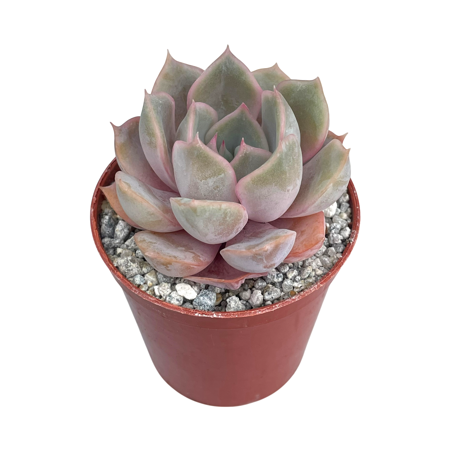 Echeveria 'Orion'
