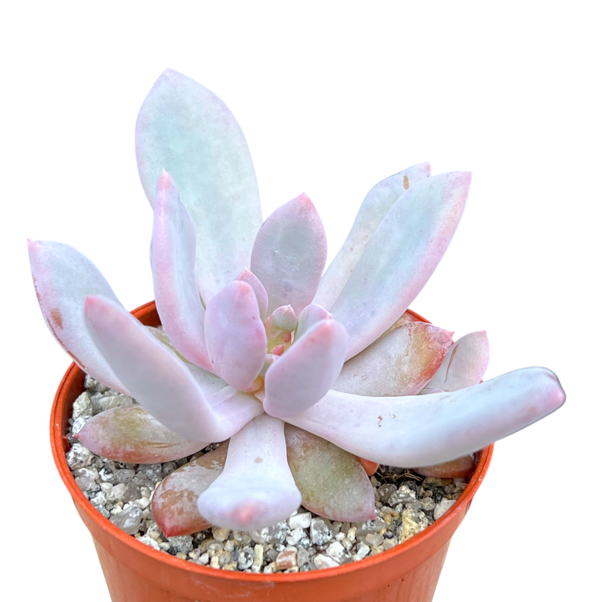 succulent origin Graptopetalum 'Korayrochi' – Surreal Succulents