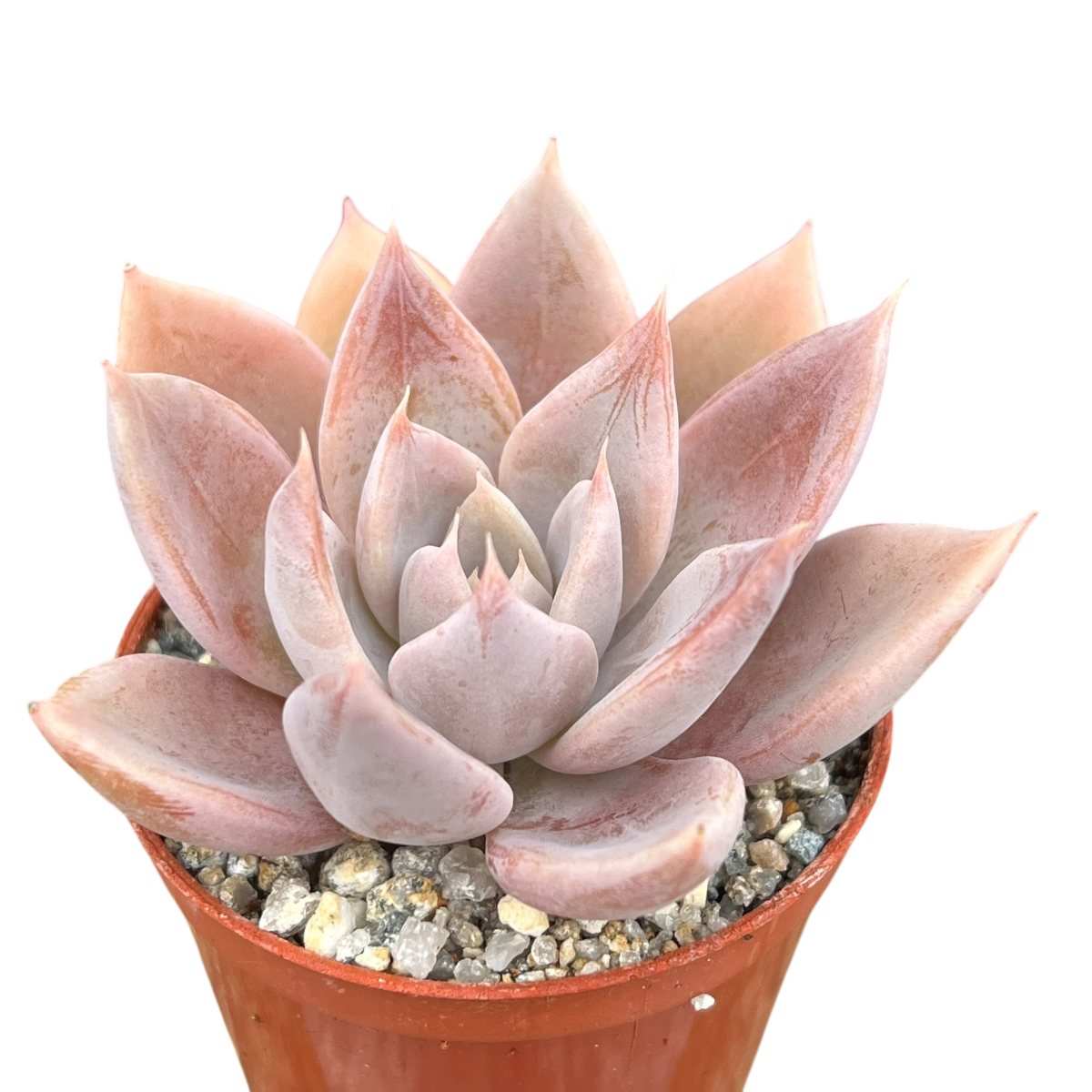 silver grey succulents Echeveria 'Silver Queen' – Surreal Succulents