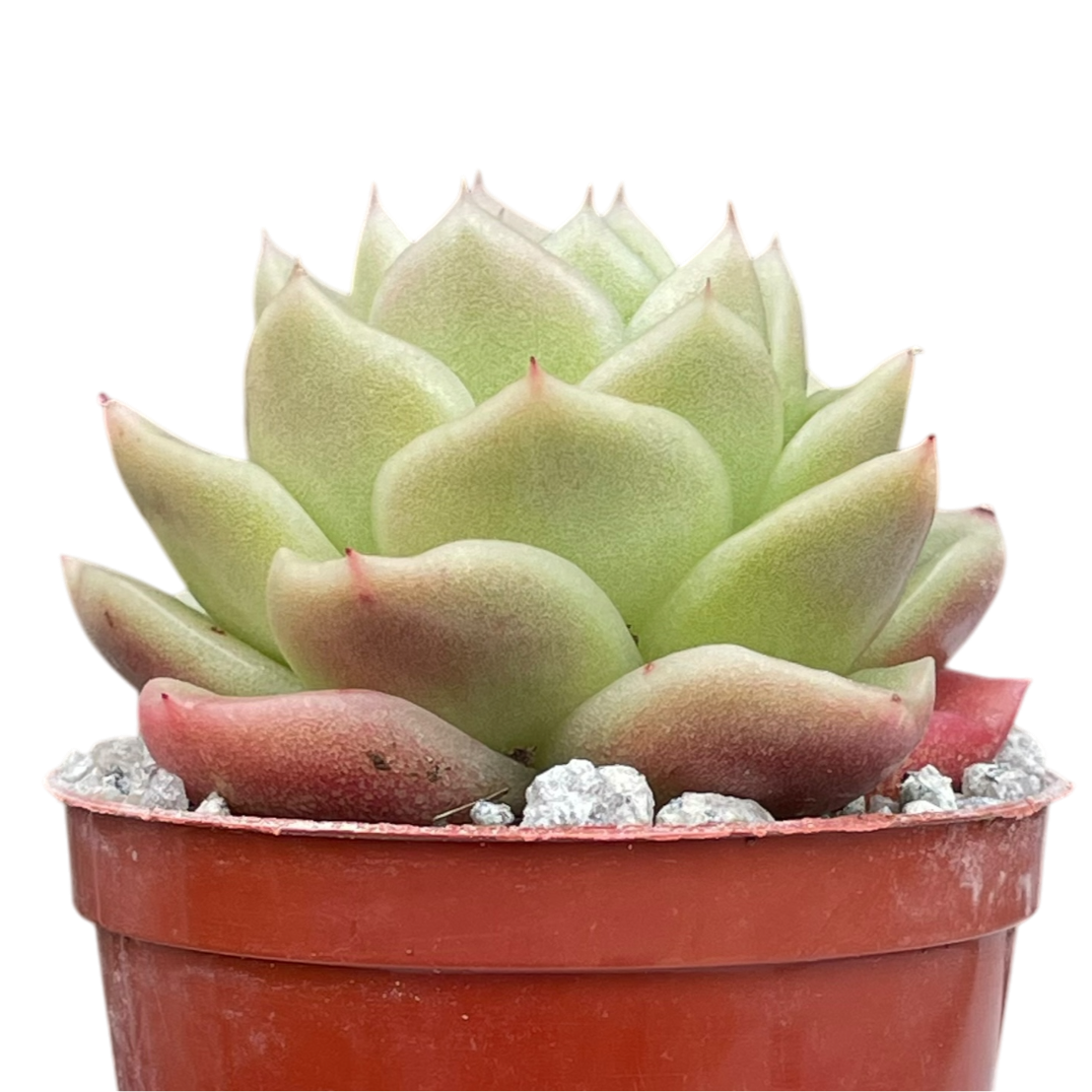 Echeveria 'Crystal Maze'