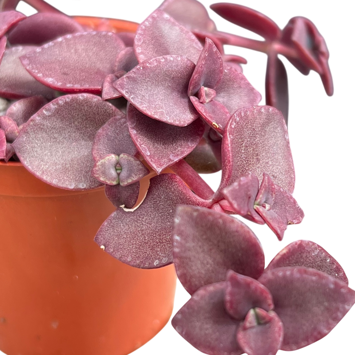rubra succulent Crassula pellucida ssp. marginalis 'Rubra' – Surreal Succulents