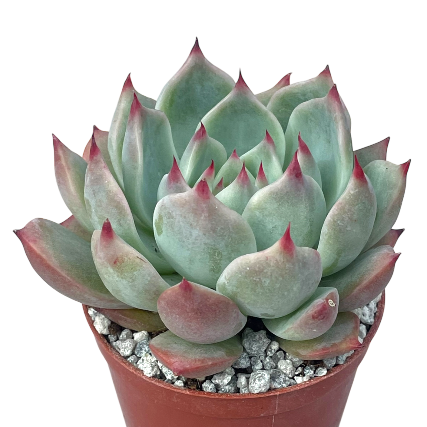 succulent origin Echeveria colorata 'Haage' – Surreal Succulents