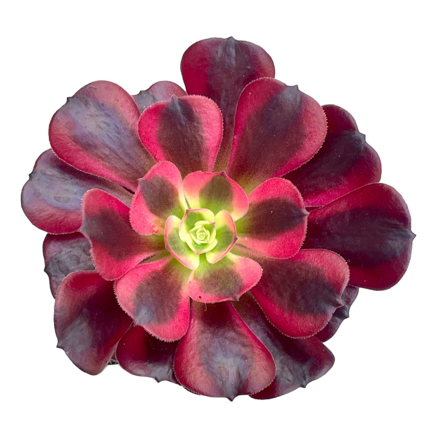 Aeonium 'Medusa'