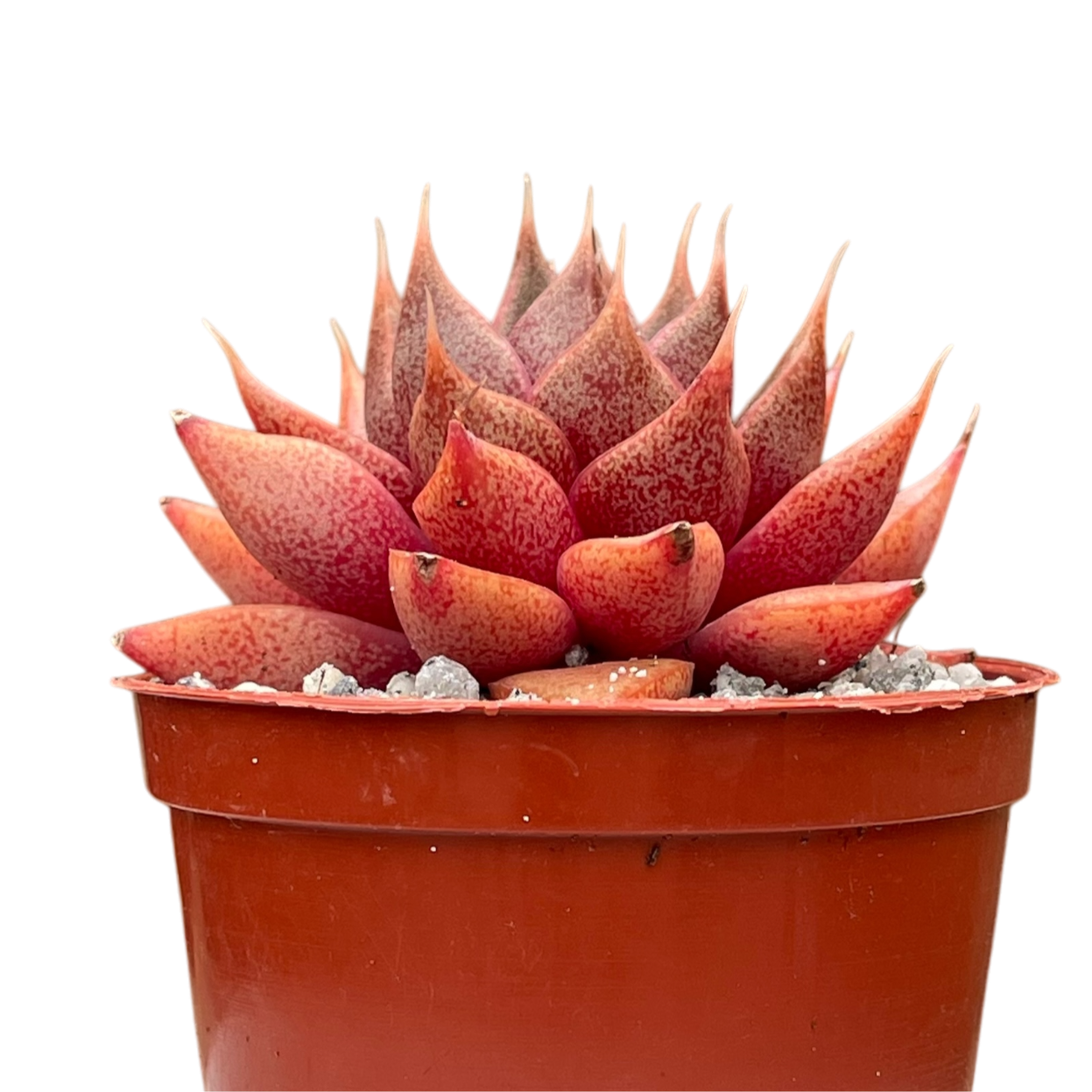 Echeveria 'Shark Skin'