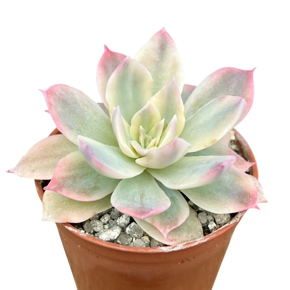 subsessilis succulent Echeveria subsessilis f. variegata – Surreal Succulents