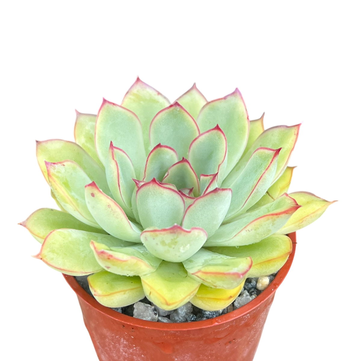 red tips on succulents Echeveria pelusida – Surreal Succulents