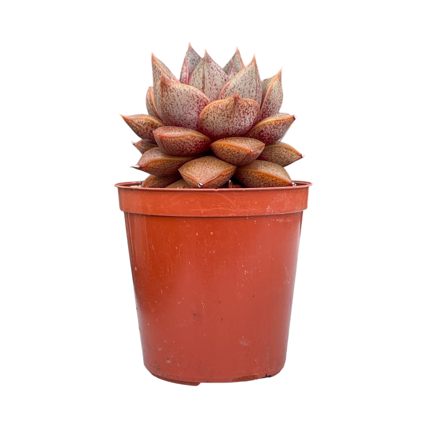 Echeveria 'Dionysos'