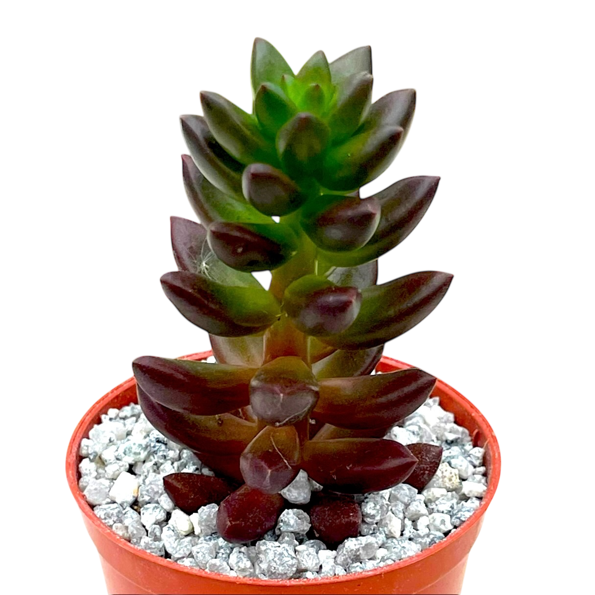 x Sedeveria 'Jet Beads' – Surreal Succulents