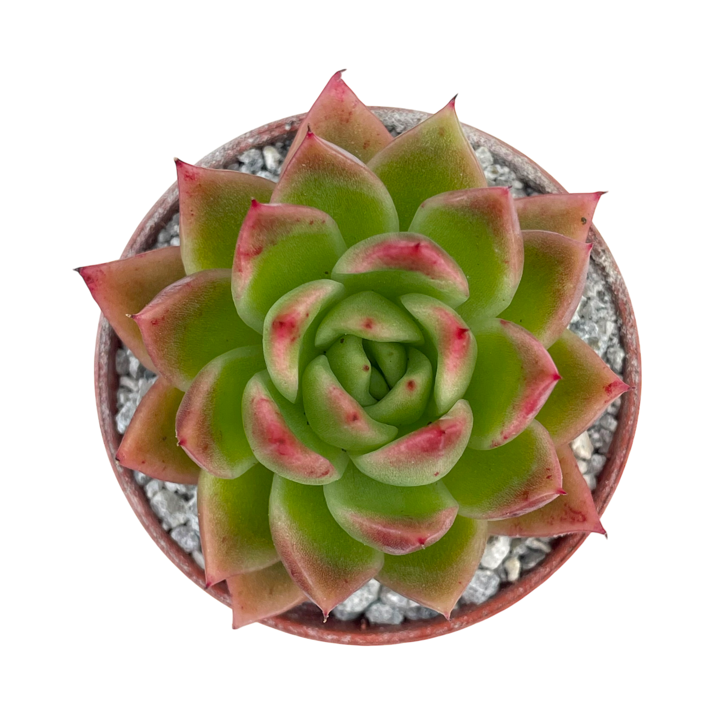 Echeveria agavoides 'Miranda'