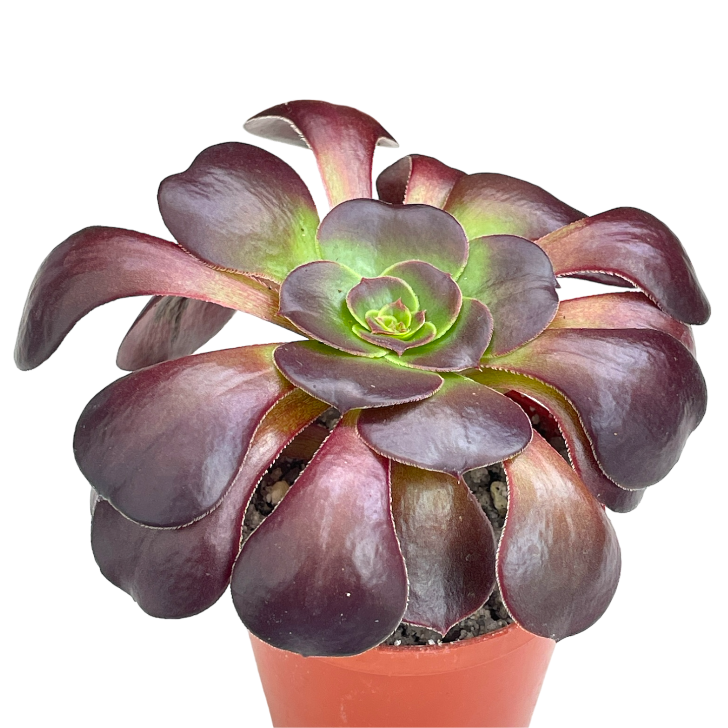 glow in the dark succulent plants Aeonium 'Fire Glow' – Surreal Succulents
