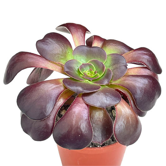 Aeonium 'Fire Glow'