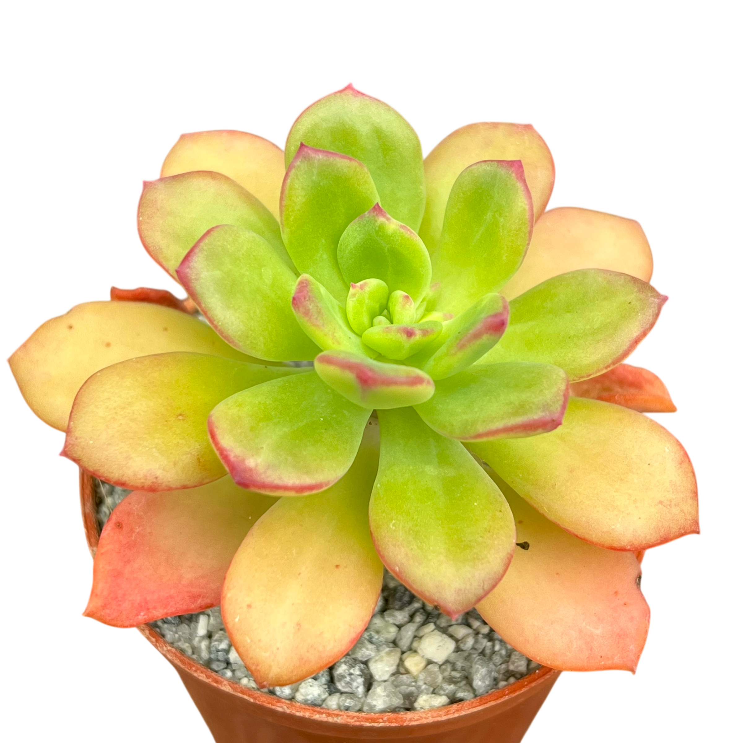 エケベリア スキネリー – Surreal Succulents