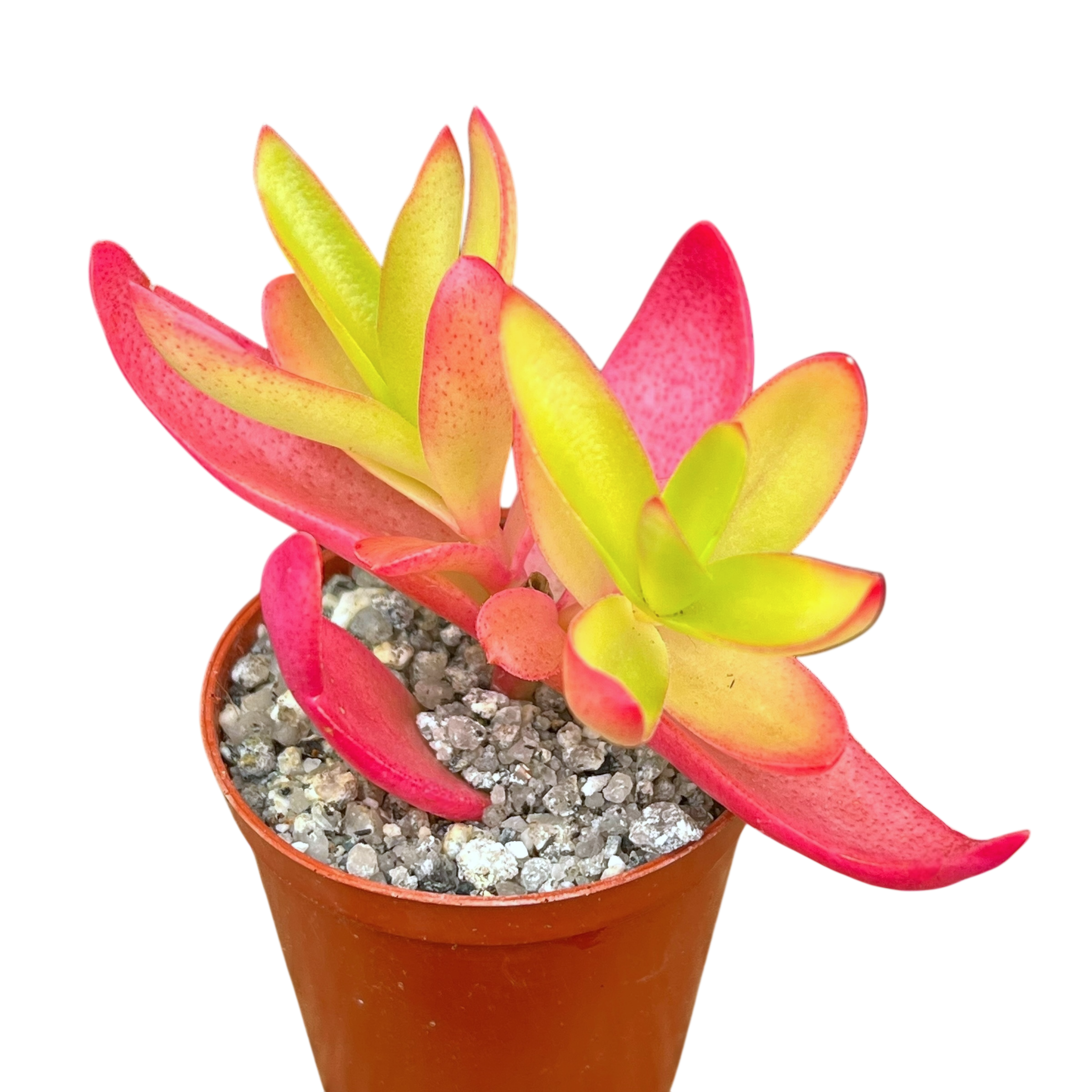 campfire succulent Crassula capitella 'Campfire' – Surreal Succulents
