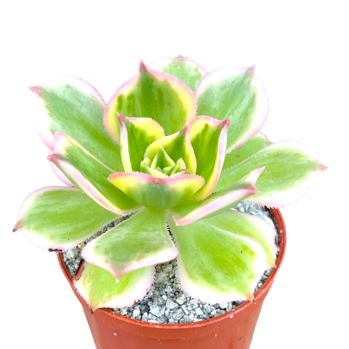 succulent with green and yellow leaves Aeonium 'Sunburst' – Surreal Succulents