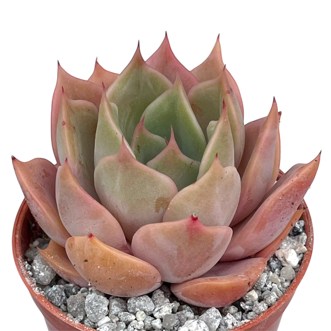 Echeveria 'Latte Rose'