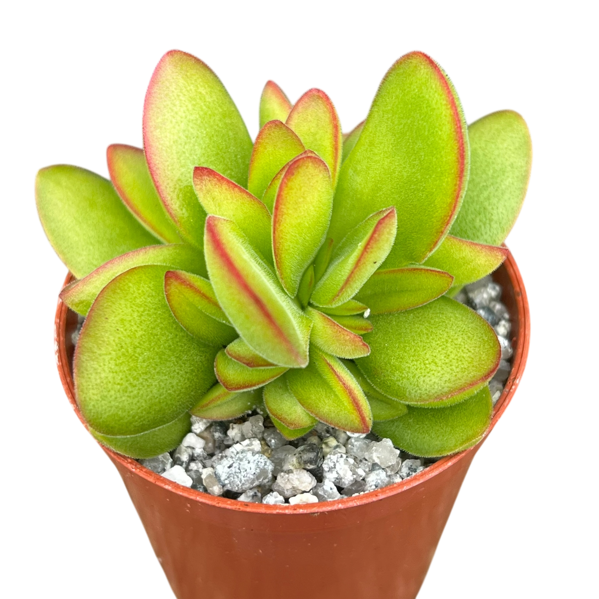 money maker jade plant Crassula 'Money Maker' – Surreal Succulents