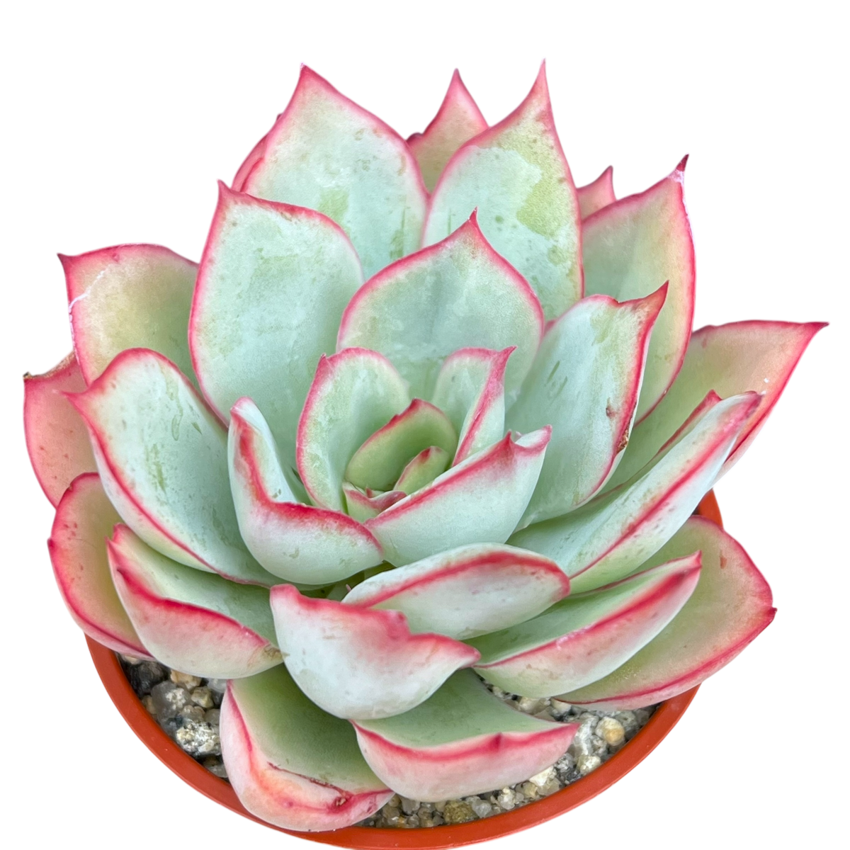 Echeveria 'Moon Goddess'