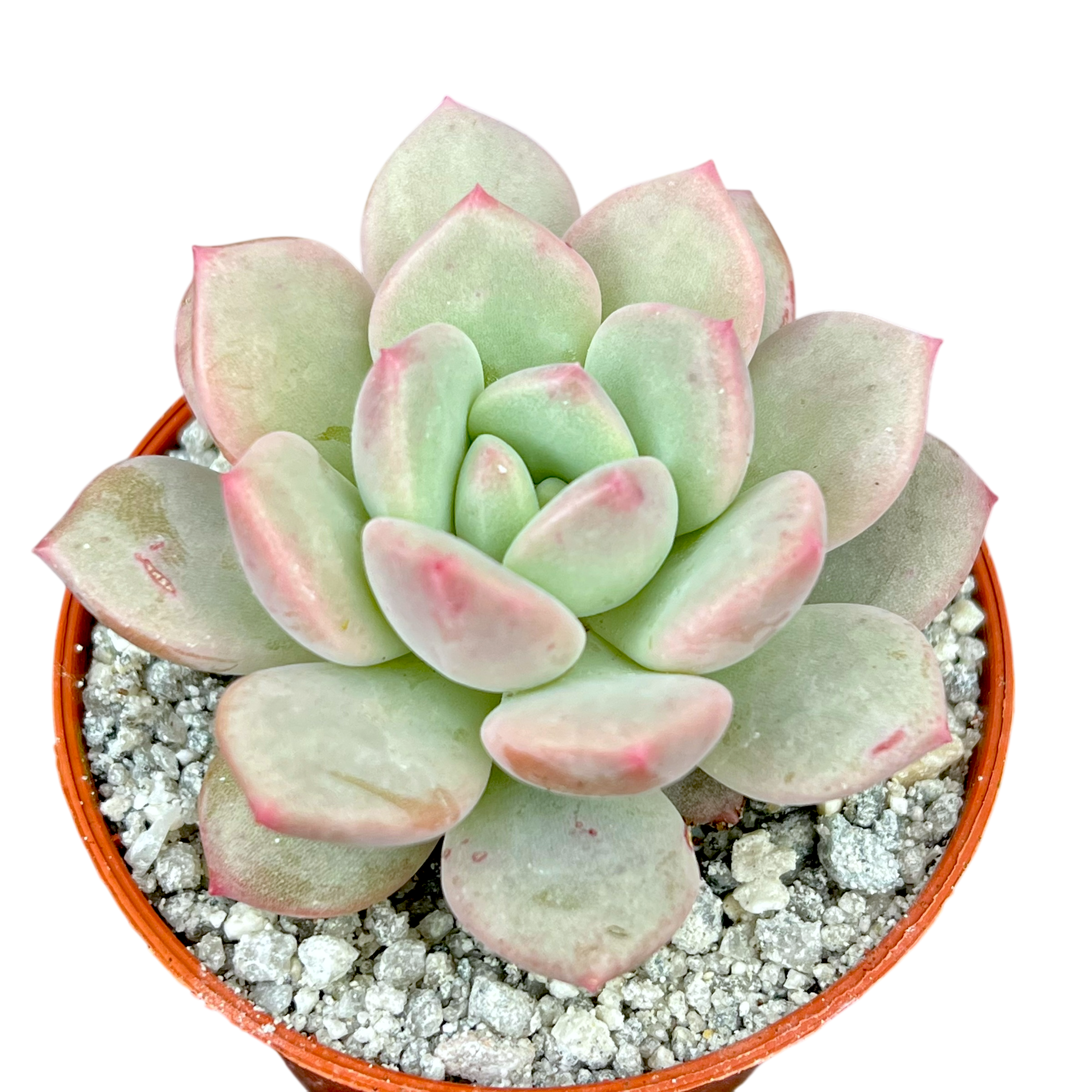 elaine succulent x Pachyveria 'Elaine Reinelt' – Surreal Succulents