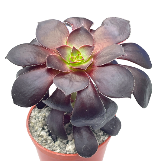 Aeonium 'Blood'