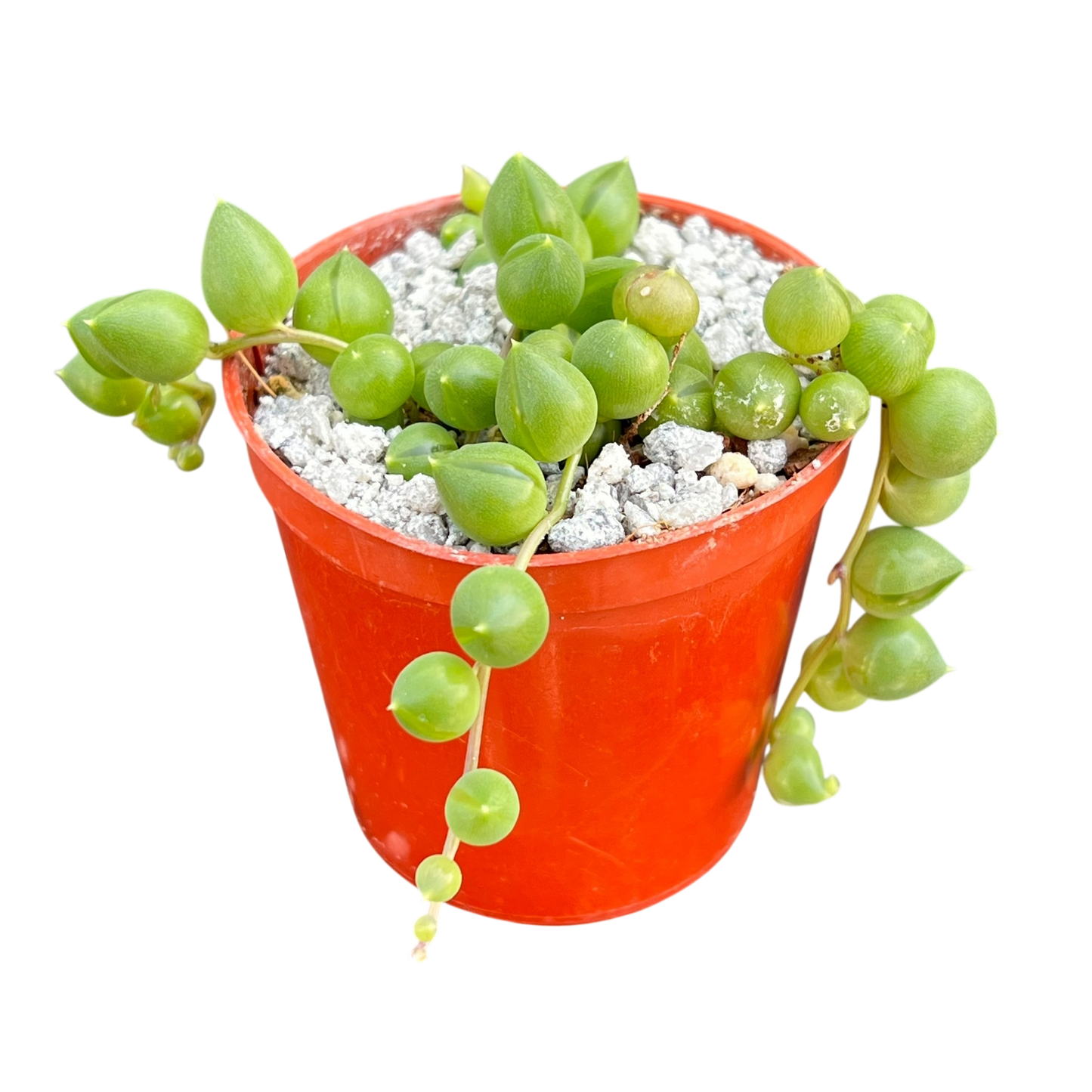 Curio rowleyanus (String of Pearls)