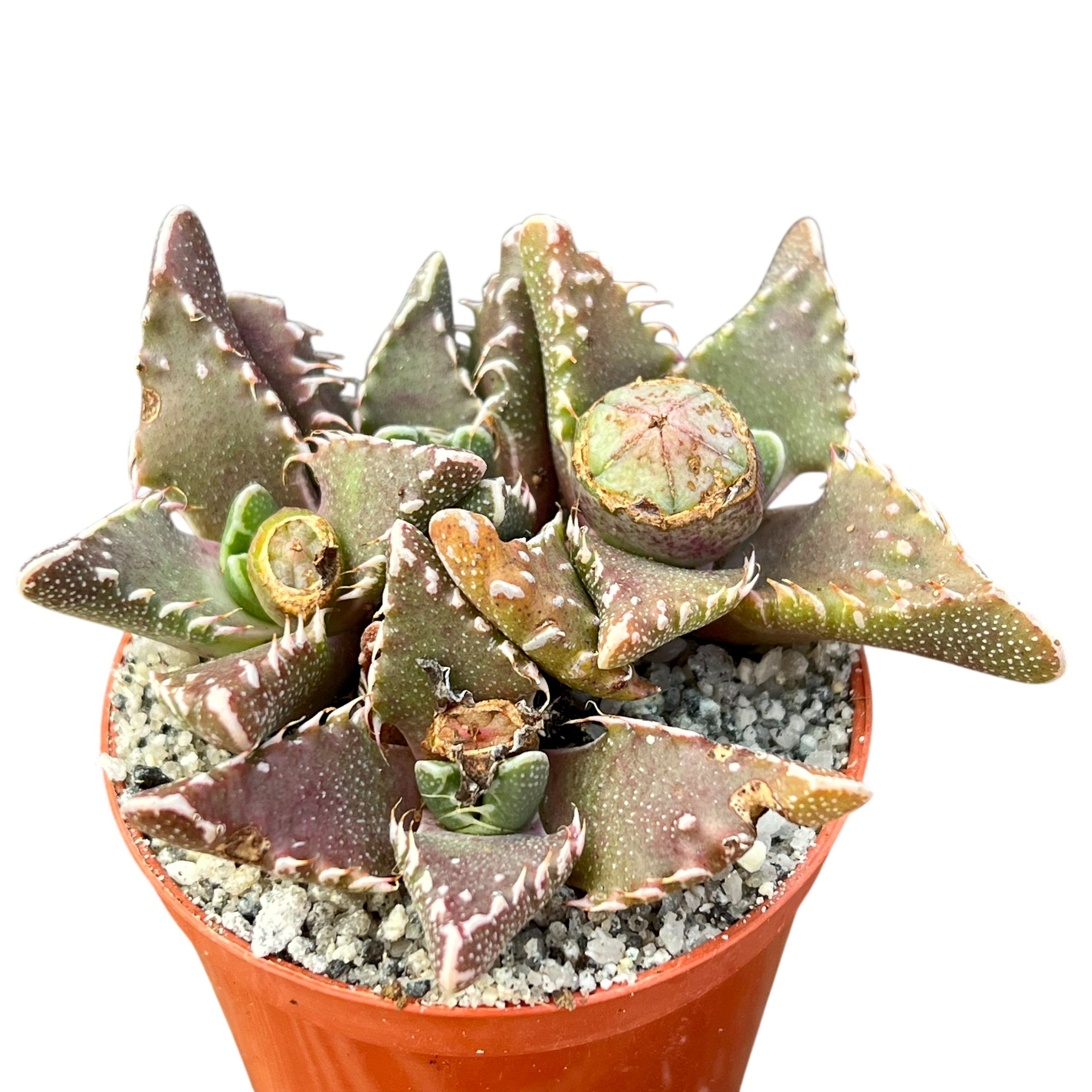 最終追加18 テテラエンシス E.tetelaensis 多肉植物 The Deep Charm of Echeveria] Announcement of the sale of pots that
