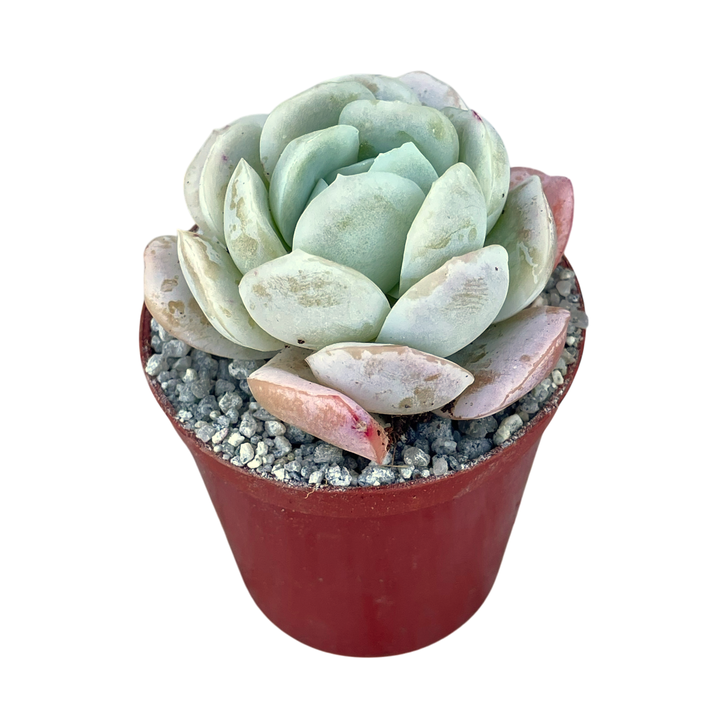 Echeveria potosina