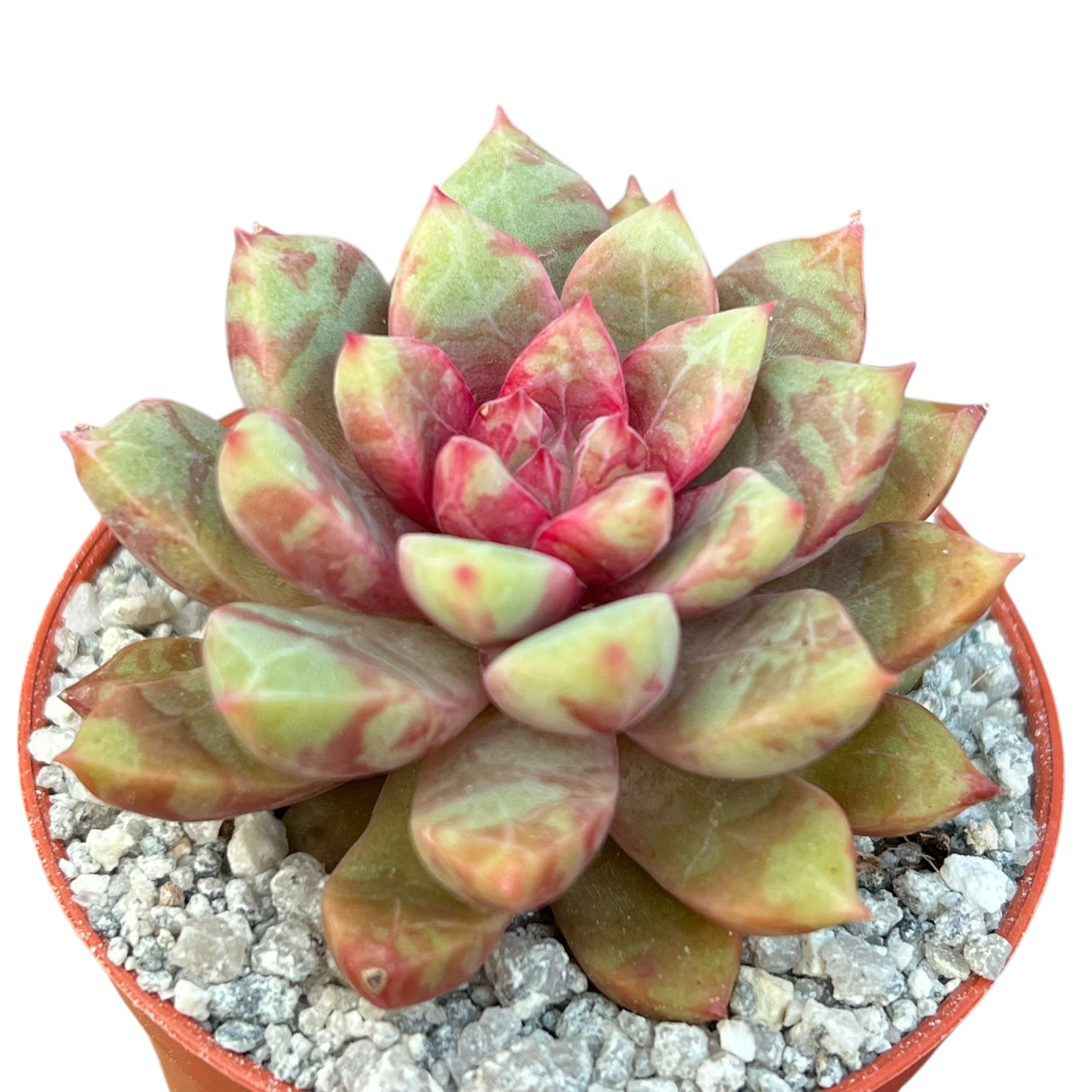 ech succulent Echeveria 'Echo' – Surreal Succulents