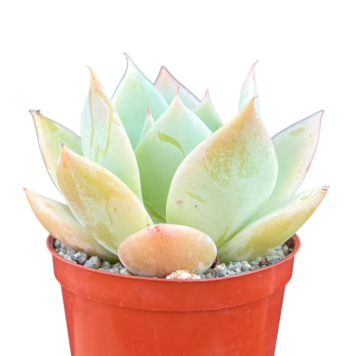Echeveria 'Neptune'