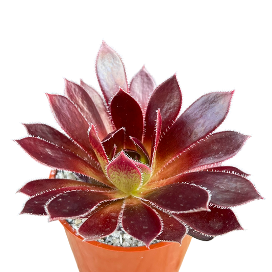 Aeonium 'Firecracker'