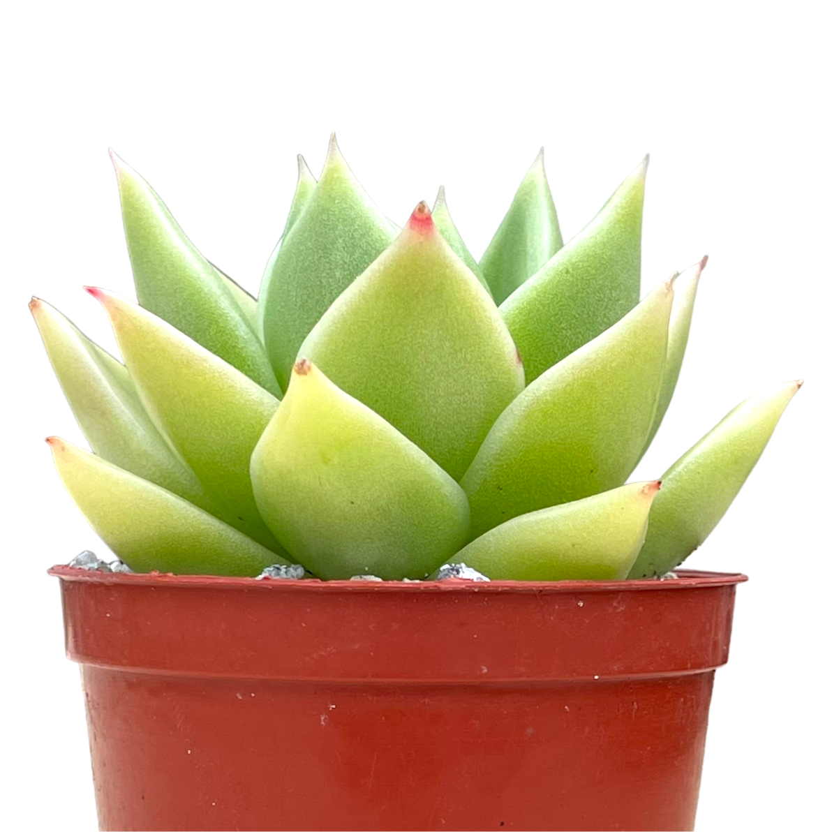 Echeveria 'Corymbosa'