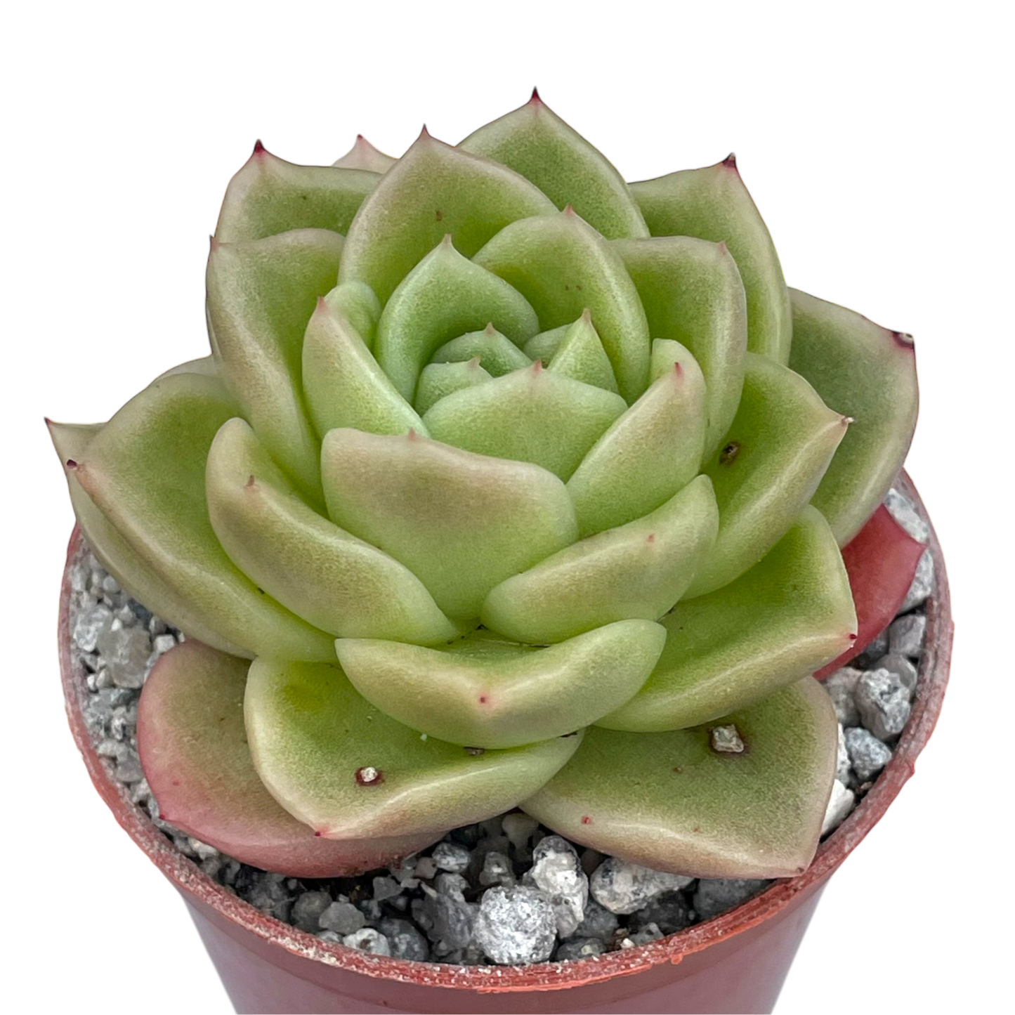 Echeveria 'Crystal Maze'